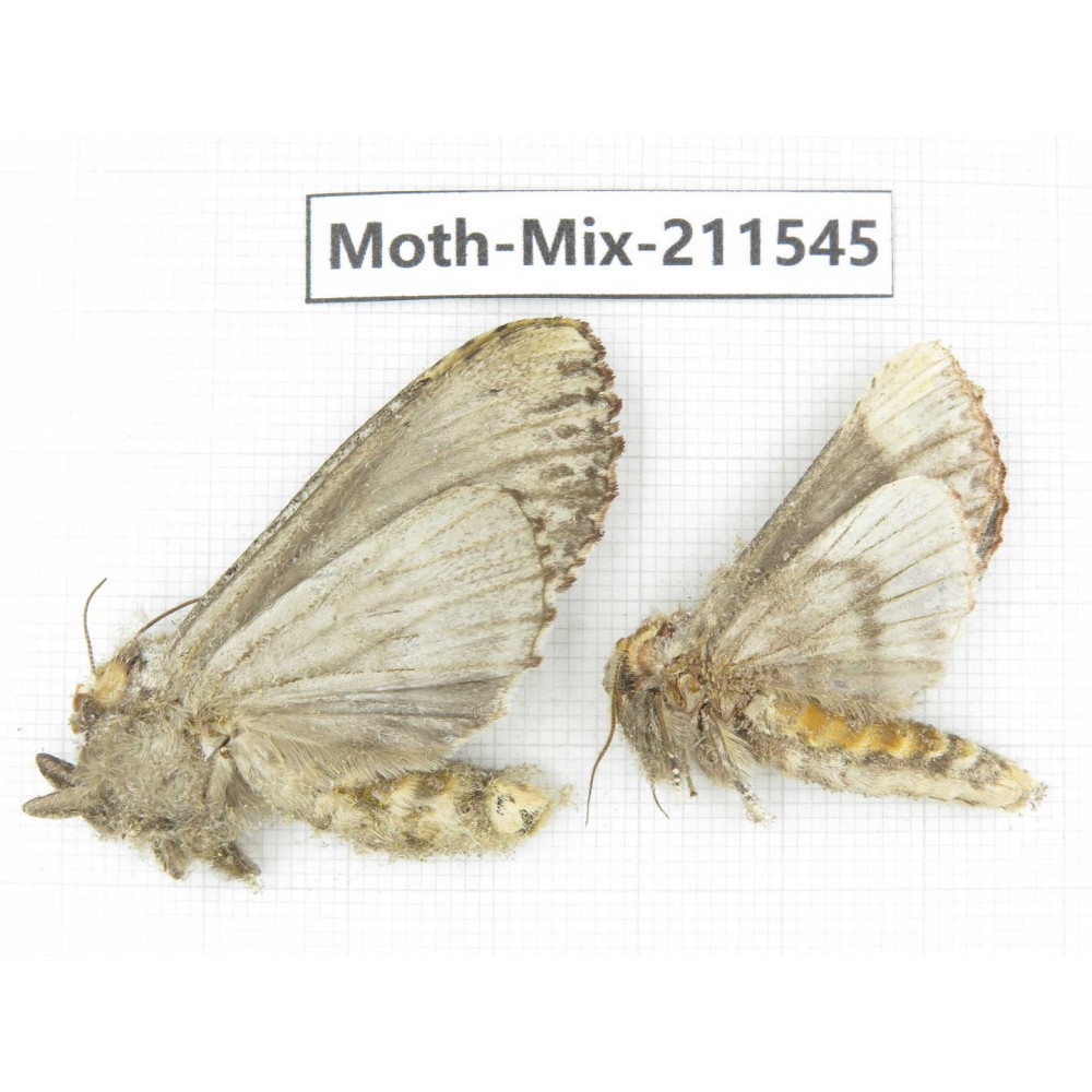 Moths sp. China, Yunnan, Dali, C of Mt.Cangshan. 2Pcs. Moth-Mix-211545.
