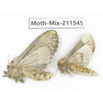 Moths sp. China, Yunnan, Dali, C of Mt.Cangshan. 2Pcs. Moth-Mix-211545.