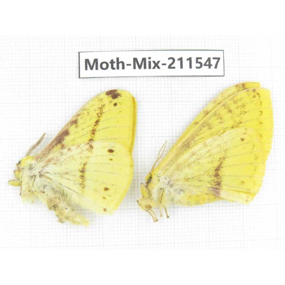 Moths sp. China, Yunnan, Dali, C of Mt.Cangshan. 1P. Moth-Mix-211547.