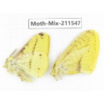 Moths sp. China, Yunnan, Dali, C of Mt.Cangshan. 1P. Moth-Mix-211547.