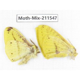 Moths sp. China, Yunnan, Dali, C of Mt.Cangshan. 1P. Moth-Mix-211547.