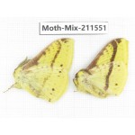 Moths sp. China, Yunnan, Dali, C of Mt.Cangshan. 2M. Moth-Mix-211551.