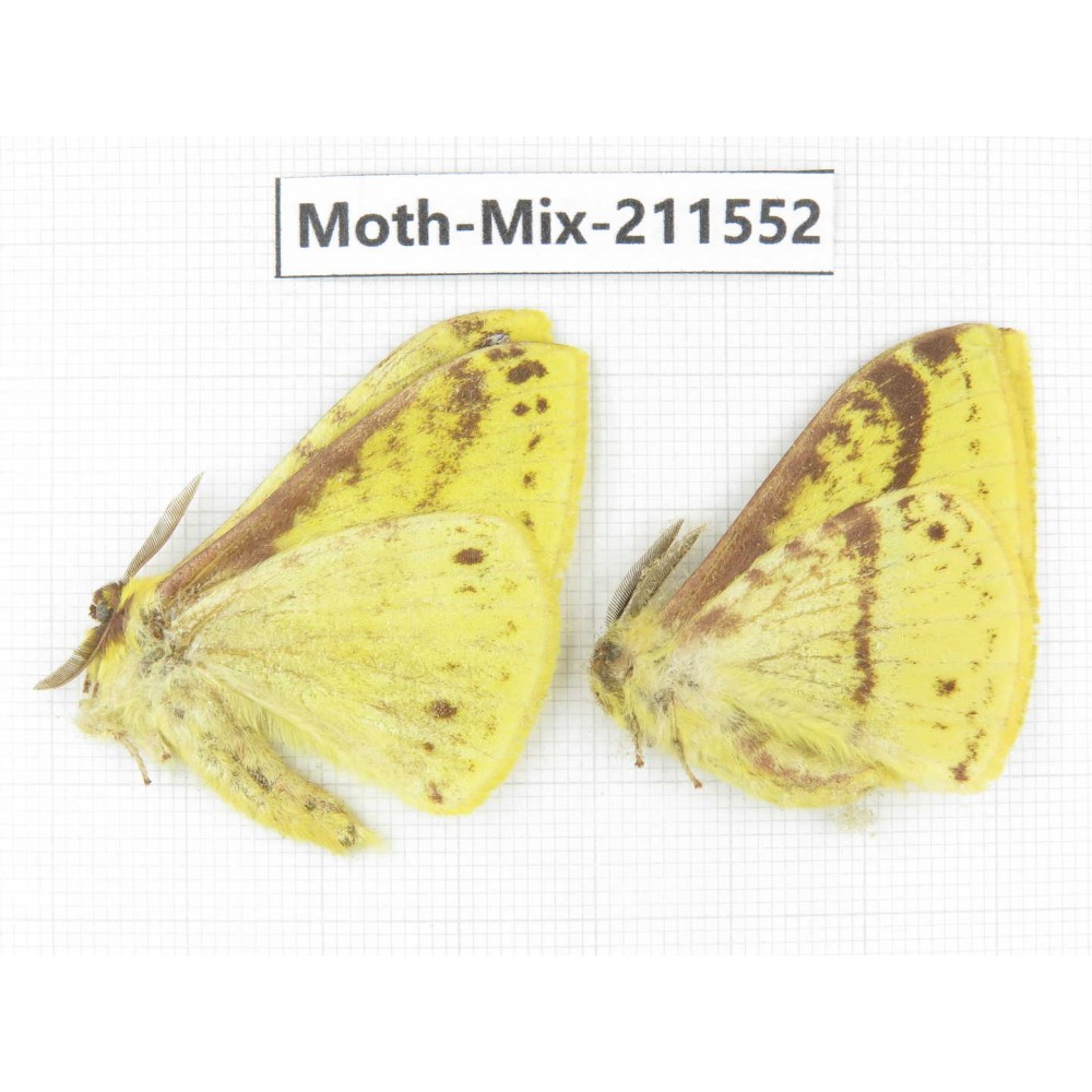 Moths sp. China, Yunnan, Dali, C of Mt.Cangshan. 2M. Moth-Mix-211552.