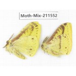 Moths sp. China, Yunnan, Dali, C of Mt.Cangshan. 2M. Moth-Mix-211552.