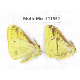 Moths sp. China, Yunnan, Dali, C of Mt.Cangshan. 2M. Moth-Mix-211552.