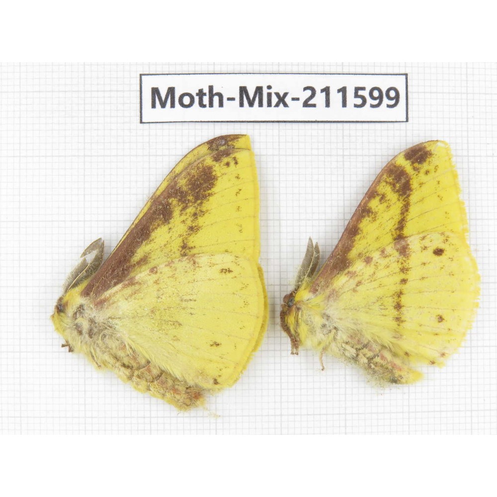 Moths sp. China, Yunnan, Dali, C of Mt.Cangshan. 2M. Moth-Mix-211599.