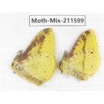 Moths sp. China, Yunnan, Dali, C of Mt.Cangshan. 2M. Moth-Mix-211599.