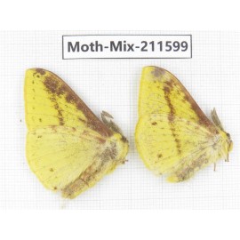 Moths sp. China, Yunnan, Dali, C of Mt.Cangshan. 2M. Moth-Mix-211599.