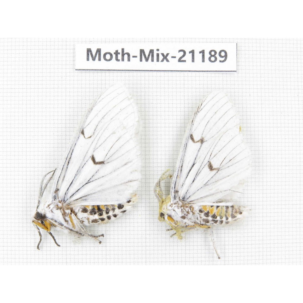 Moths sp. China, Yunnan, Dali, Fengyi town. 2Pcs. Moth-Mix-21189.