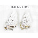 Moths sp. China, Yunnan, Dali, Fengyi town. 2Pcs. Moth-Mix-21189.