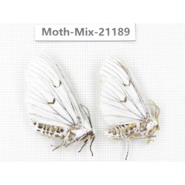 Moths sp. China, Yunnan, Dali, Fengyi town. 2Pcs. Moth-Mix-21189.