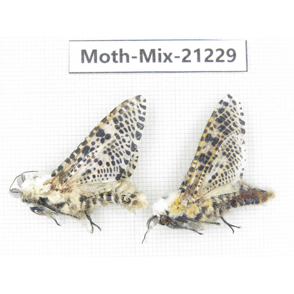 Moths sp. China, Yunnan, Dali, Fengyi town. 2Pcs. Moth-Mix-21229.