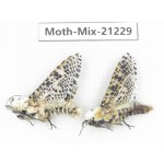Moths sp. China, Yunnan, Dali, Fengyi town. 2Pcs. Moth-Mix-21229.