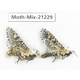 Moths sp. China, Yunnan, Dali, Fengyi town. 2Pcs. Moth-Mix-21229.