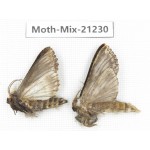 Moths sp. China, Yunnan, Dali, Fengyi town. 2Pcs. Moth-Mix-21230.