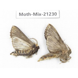 Moths sp. China, Yunnan, Dali, Fengyi town. 2Pcs. Moth-Mix-21230.