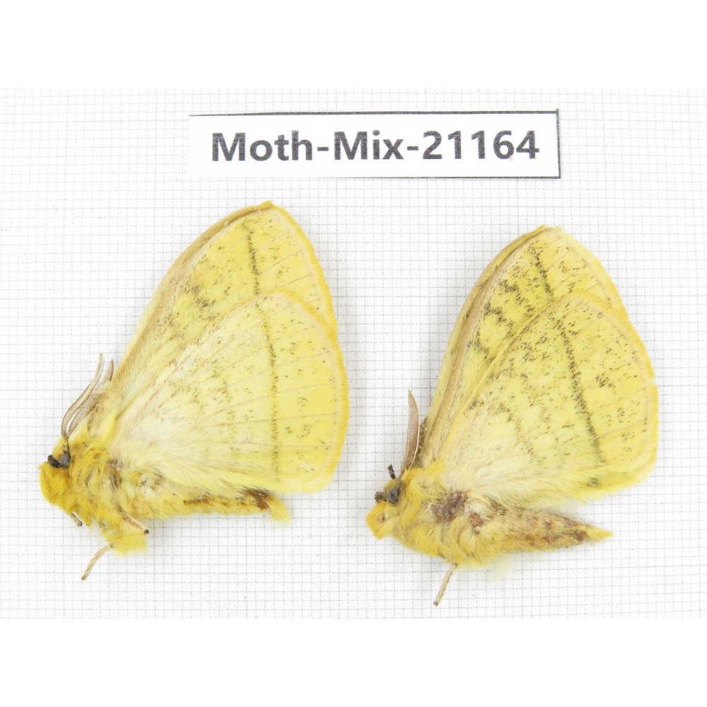 Moths sp. China, Yunnan, Dali, Fengyi town. 2Pcs. Moth-Mix-21164.