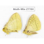 Moths sp. China, Yunnan, Dali, Fengyi town. 2Pcs. Moth-Mix-21164.