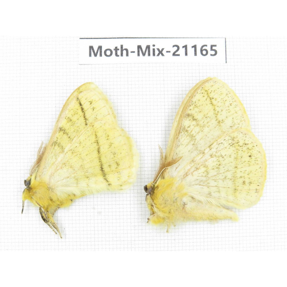 Moths sp. China, Yunnan, Dali, Fengyi town. 2Pcs. Moth-Mix-21165.