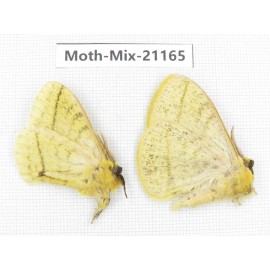 Moths sp. China, Yunnan, Dali, Fengyi town. 2Pcs. Moth-Mix-21165.