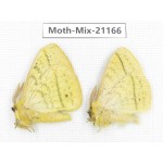 Moths sp. China, Yunnan, Dali, Fengyi town. 2Pcs. Moth-Mix-21166.