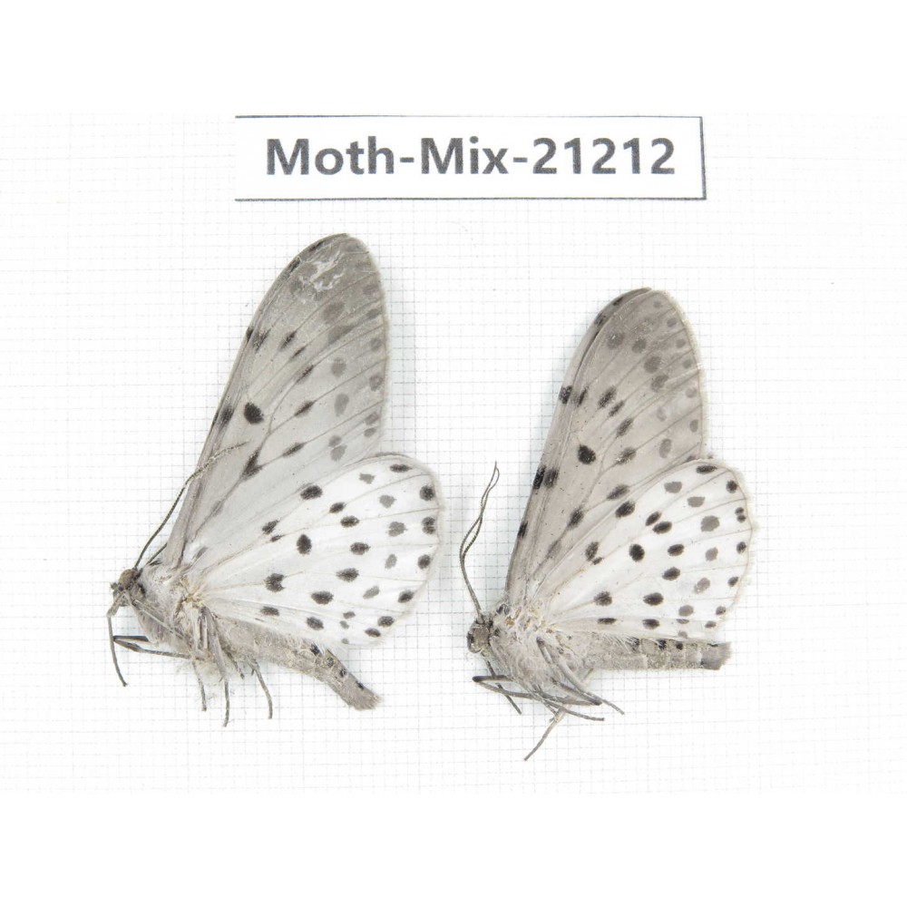 Moths sp. China, Yunnan, Dali, Fengyi town. 2Pcs. Moth-Mix-21212.