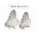 Moths sp. China, Yunnan, Dali, Fengyi town. 2Pcs. Moth-Mix-21212.