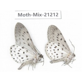 Moths sp. China, Yunnan, Dali, Fengyi town. 2Pcs. Moth-Mix-21212.