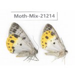 Moths sp. China, Yunnan, Dali, Fengyi town. 2Pcs. Moth-Mix-21214.
