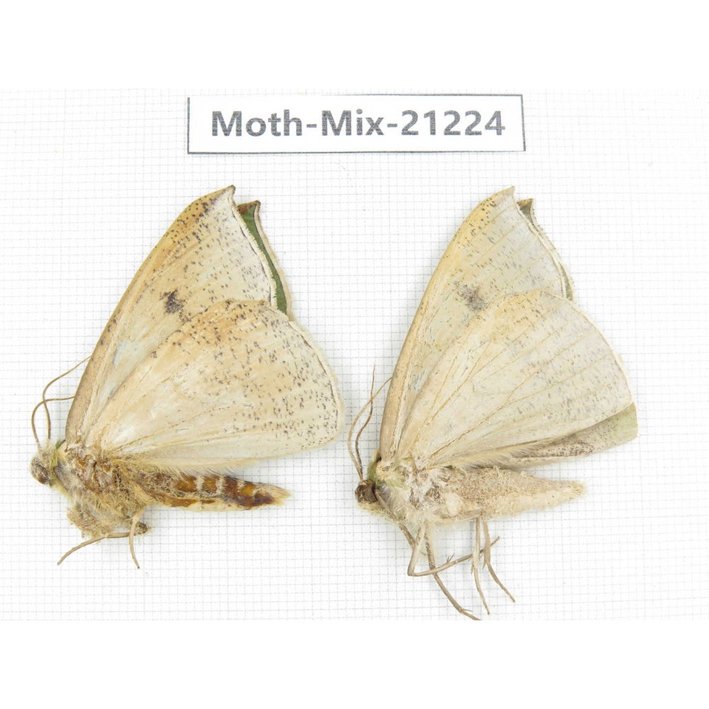 Moths sp. China, Yunnan, Dali, Fengyi town. 2Pcs. Moth-Mix-21224.