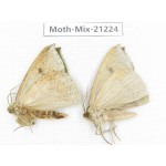 Moths sp. China, Yunnan, Dali, Fengyi town. 2Pcs. Moth-Mix-21224.