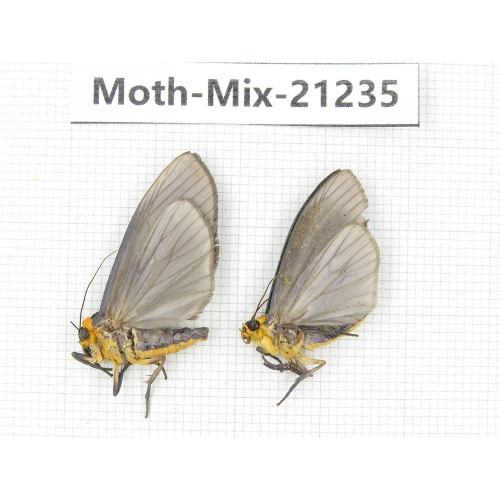 Moths sp. China, Yunnan, Dali, Fengyi town. 2Pcs. Moth-Mix-21235.