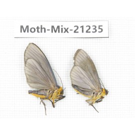 Moths sp. China, Yunnan, Dali, Fengyi town. 2Pcs. Moth-Mix-21235.