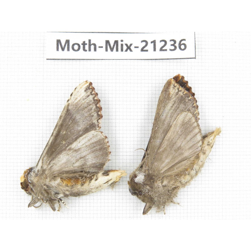Moths sp. China, Yunnan, Dali, Fengyi town. 2Pcs. Moth-Mix-21236.