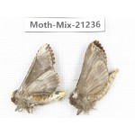Moths sp. China, Yunnan, Dali, Fengyi town. 2Pcs. Moth-Mix-21236.