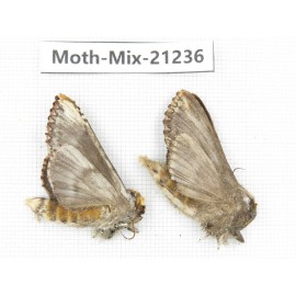 Moths sp. China, Yunnan, Dali, Fengyi town. 2Pcs. Moth-Mix-21236.