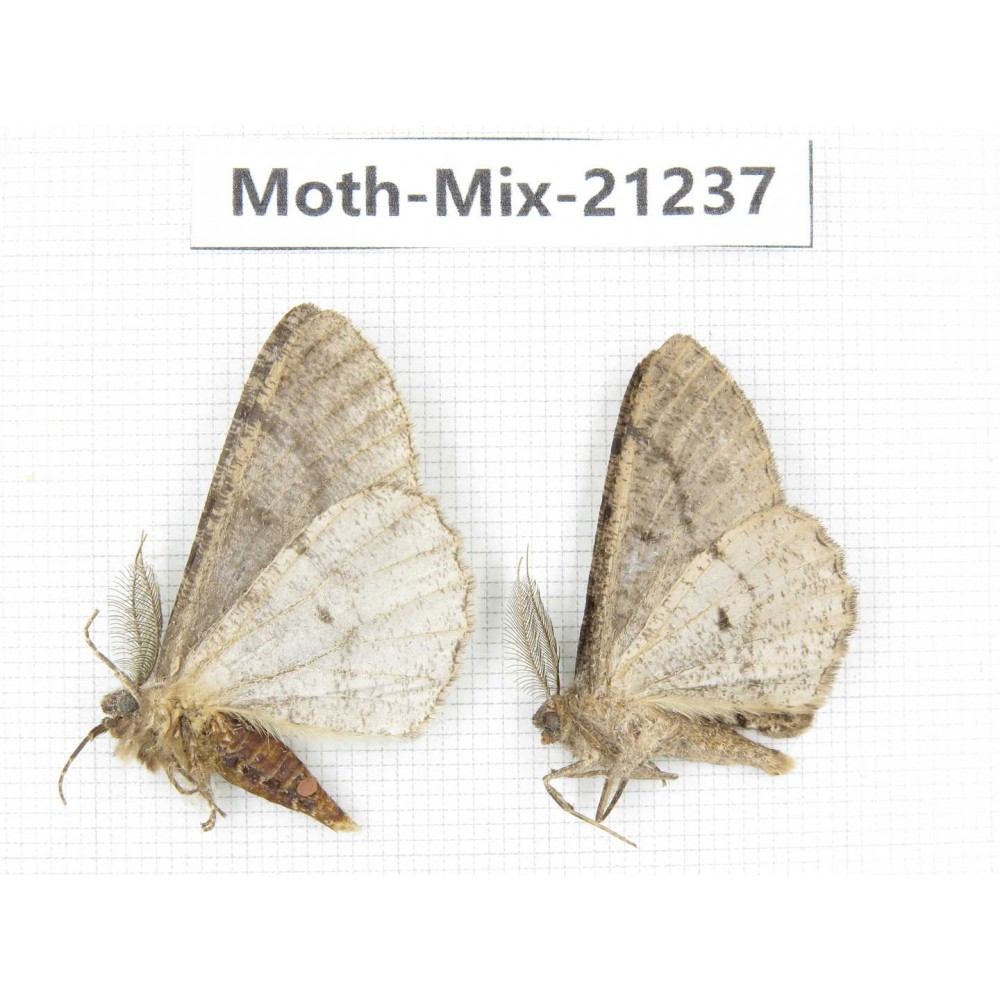 Moths sp. China, Yunnan, Dali, Fengyi town. 2Pcs. Moth-Mix-21237.