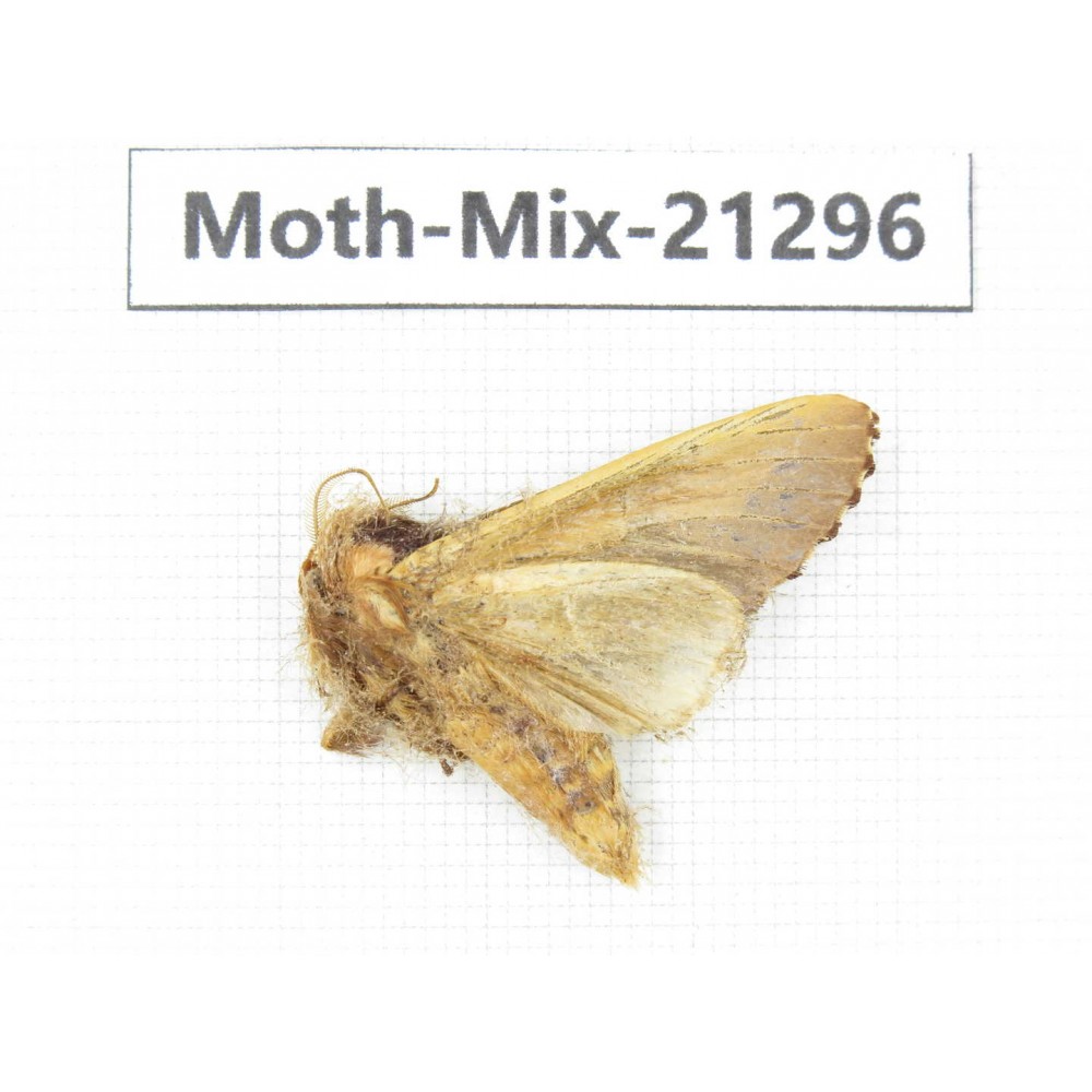 Moths sp. China, Yunnan, Dali, Fengyi town. 1Pcs. Moth-Mix-21296.