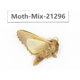 Moths sp. China, Yunnan, Dali, Fengyi town. 1Pcs. Moth-Mix-21296.