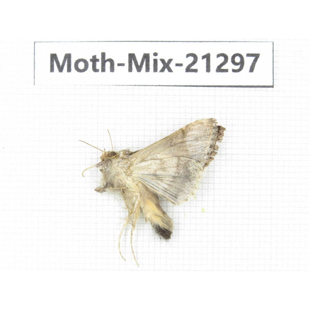 Moths sp. China, Yunnan, Dali, Fengyi town. 1Pcs. Moth-Mix-21297.