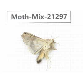 Moths sp. China, Yunnan, Dali, Fengyi town. 1Pcs. Moth-Mix-21297.