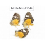 Moths sp. China, Yunnan, Dali, Fengyi town. 3Pcs. Moth-Mix-21344.