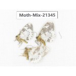 Moths sp. China, Yunnan, Dali, Fengyi town. 3Pcs. Moth-Mix-21345.