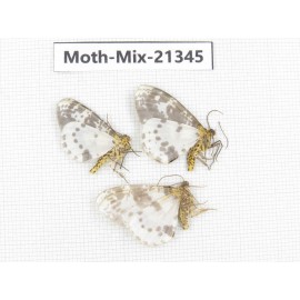 Moths sp. China, Yunnan, Dali, Fengyi town. 3Pcs. Moth-Mix-21345.