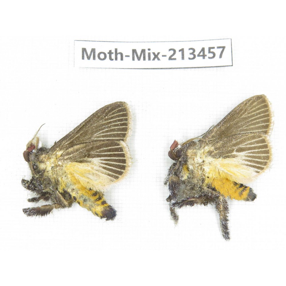 Moths sp. China, Yunnan, Dali, S of Mt.Cangshan. 2Pcs. Moth-Mix-213457.