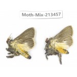 Moths sp. China, Yunnan, Dali, S of Mt.Cangshan. 2Pcs. Moth-Mix-213457.