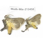 Moths sp. China, Yunnan, Dali, S of Mt.Cangshan. 2Pcs. Moth-Mix-213458.