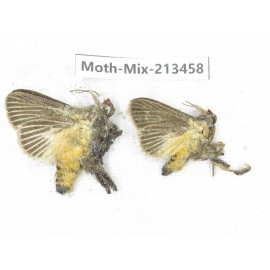Moths sp. China, Yunnan, Dali, S of Mt.Cangshan. 2Pcs. Moth-Mix-213458.