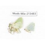 Moths sp. China, Yunnan, Dali, S of Mt.Cangshan. 2Pcs. Moth-Mix-213483.