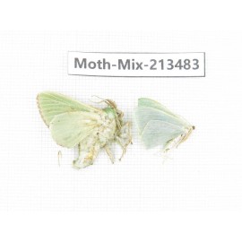 Moths sp. China, Yunnan, Dali, S of Mt.Cangshan. 2Pcs. Moth-Mix-213483.